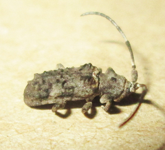 Ecyroschema favosum