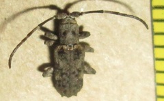Ecyroschema favosum