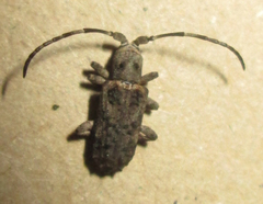 Ecyroschema favosum