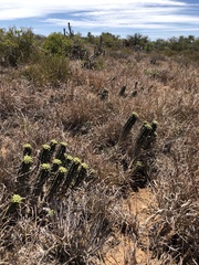 Euphorbia ferox