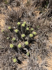 Euphorbia ferox