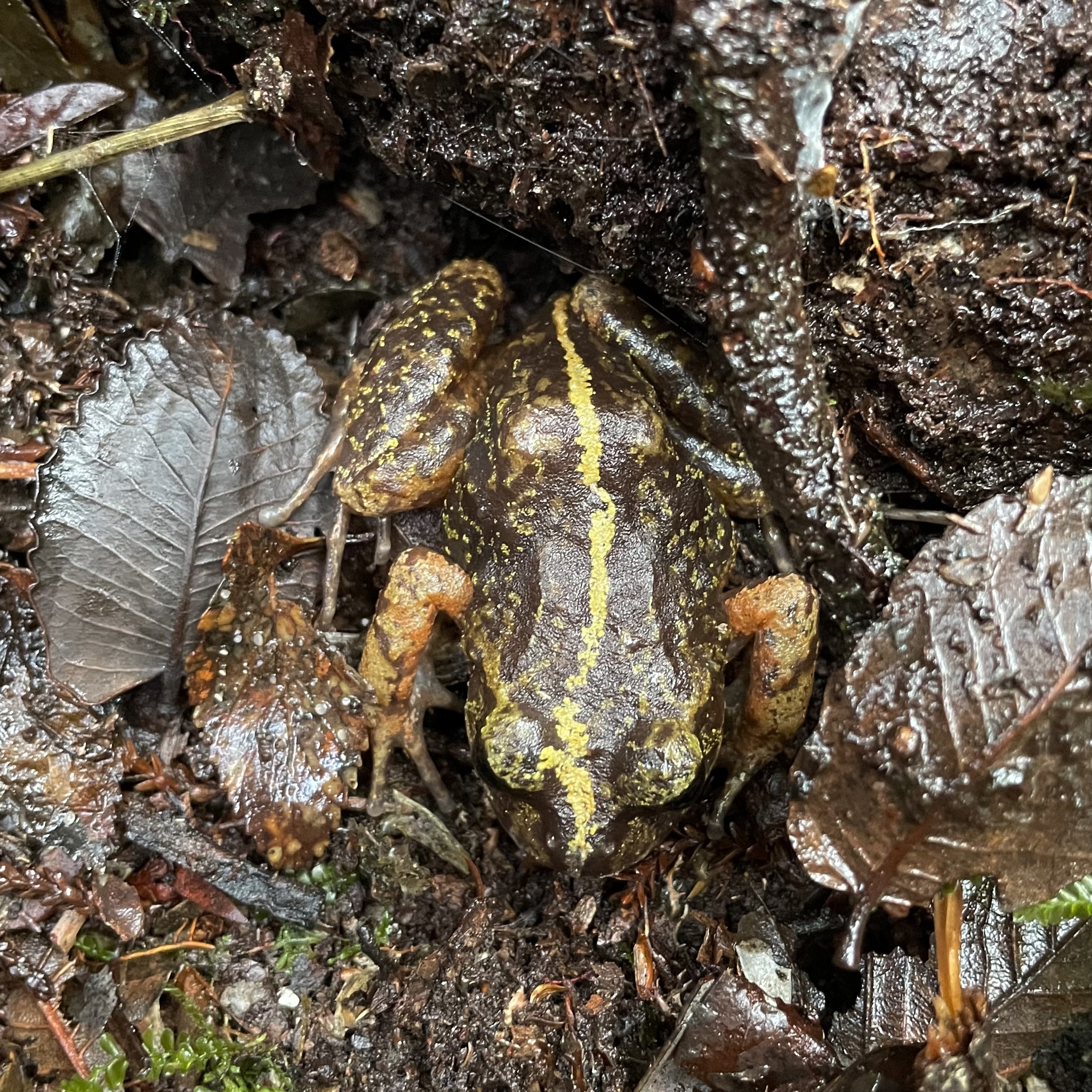 Eupsophus emiliopugini Formas, 1989