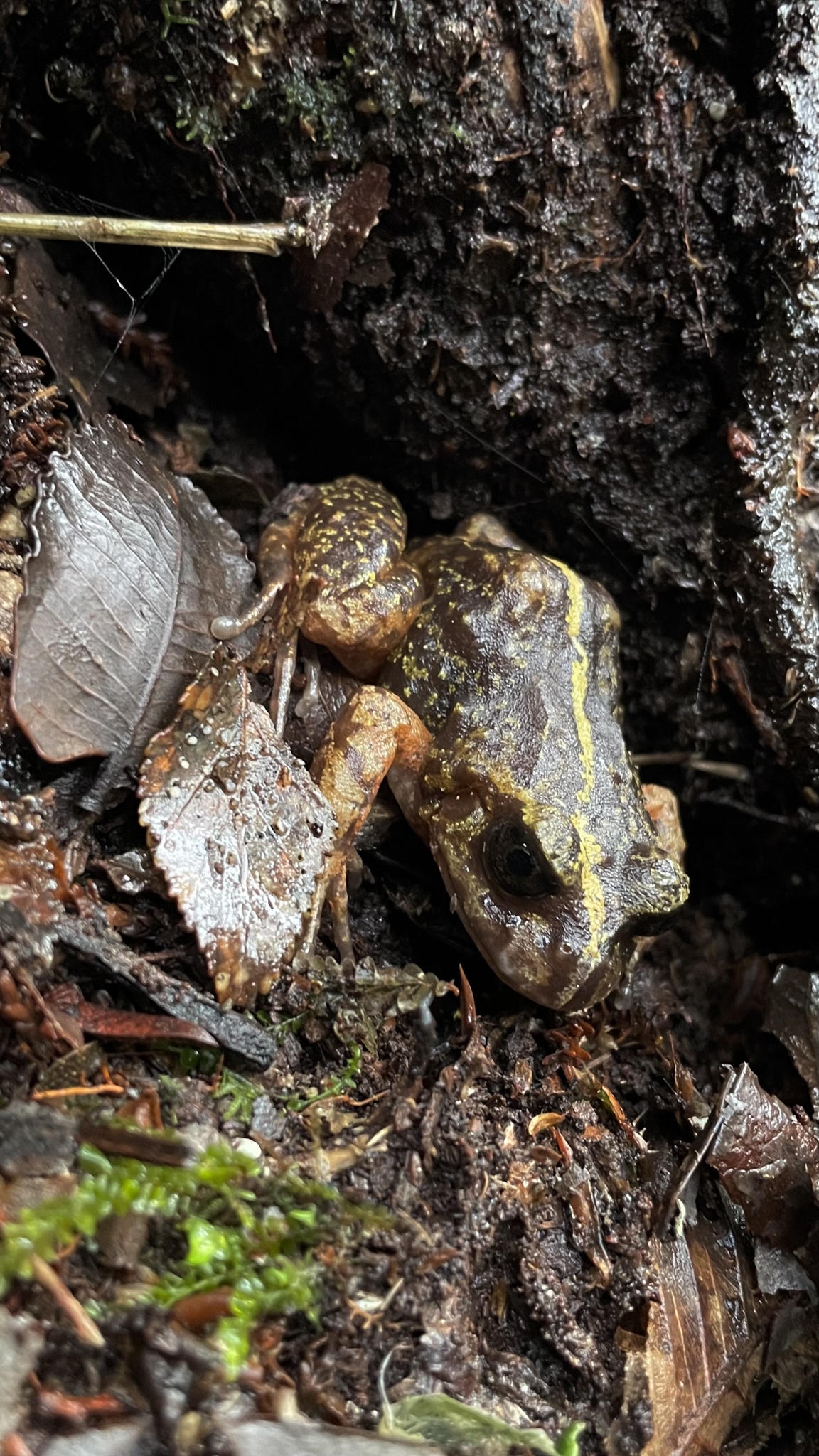 Eupsophus emiliopugini Formas, 1989