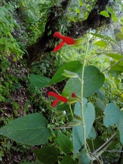 Salvia gesneriiflora