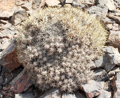 Acantholimon