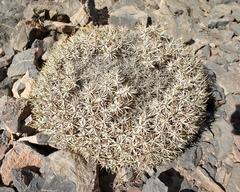 Acantholimon