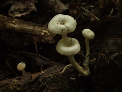 Leucocybe houghtonii