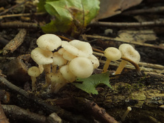 Leucocybe houghtonii