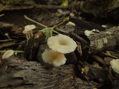 Leucocybe houghtonii