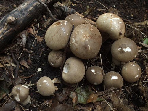 Smooth Puffball