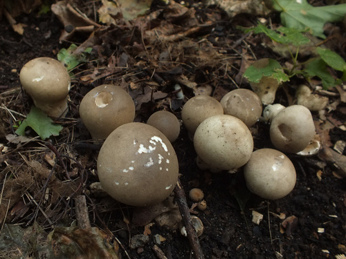 Smooth Puffball