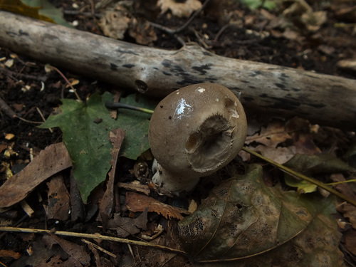 Smooth Puffball