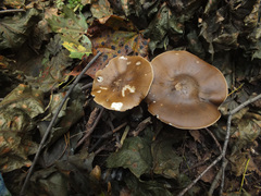 Melanoleuca grammopodia