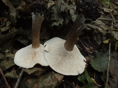 Melanoleuca grammopodia