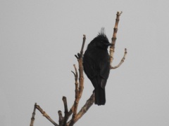 Knipolegus lophotes