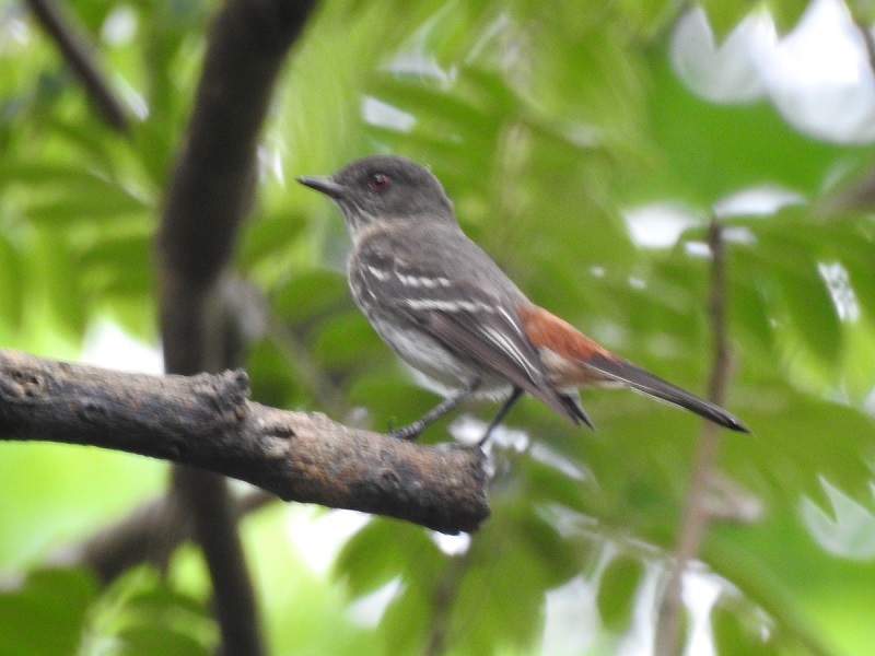Caatinga Black-Tyrant