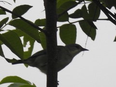 Microspingus cinereus