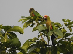 Aratinga auricapillus