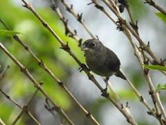 Coryphospingus pileatus
