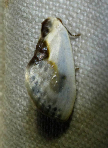 Cilix glaucata