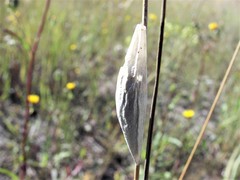 Zygaena filipendulae
