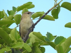 Phacellodomus rufifrons