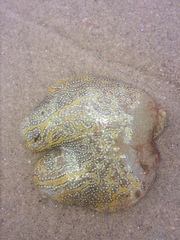 Botrylloides magnicoecus