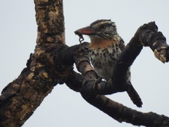 Nystalus maculatus