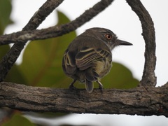 Hemitriccus margaritaceiventer