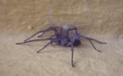 Araneae
