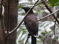 Scenopoeetes dentirostris