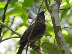 Scenopoeetes dentirostris