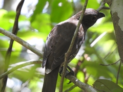 Scenopoeetes dentirostris