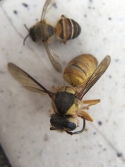 Vespa bicolor