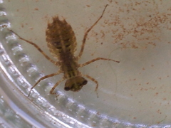 Pterygota