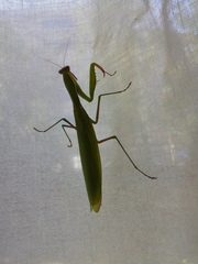 Mantis religiosa