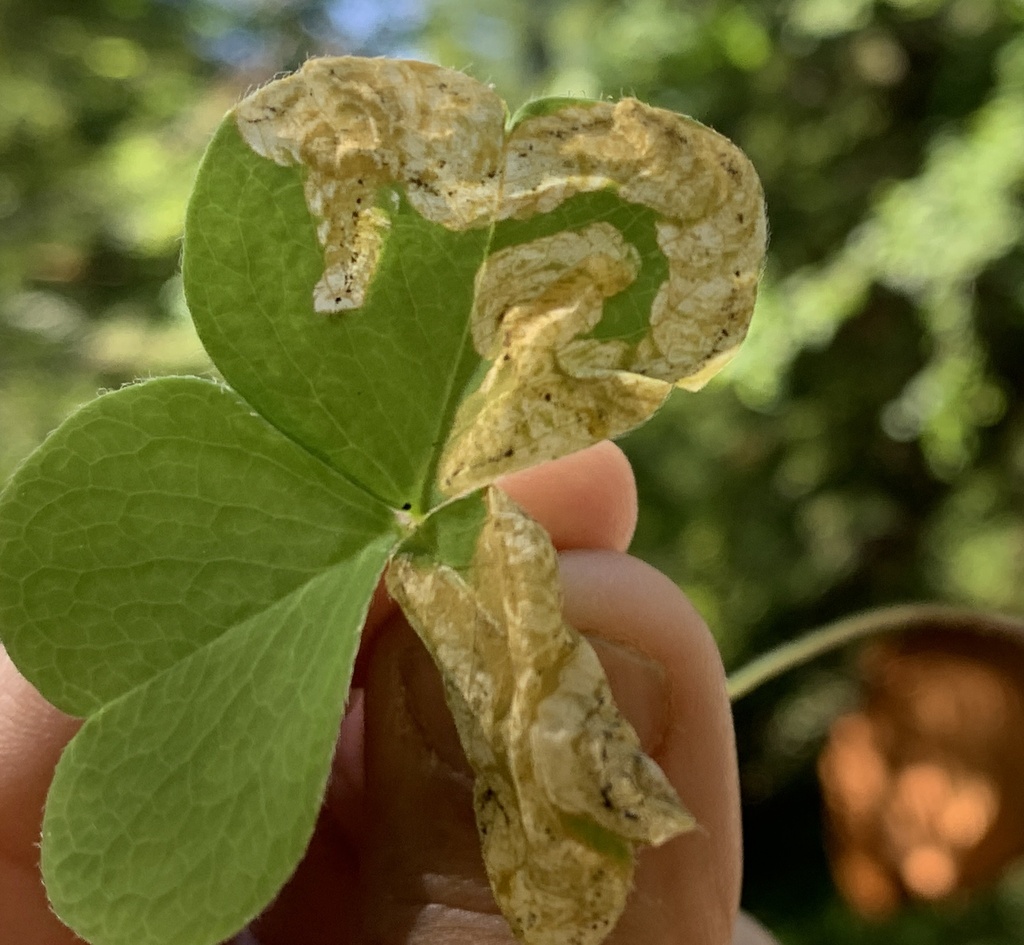 Pegomya pseudobicolor