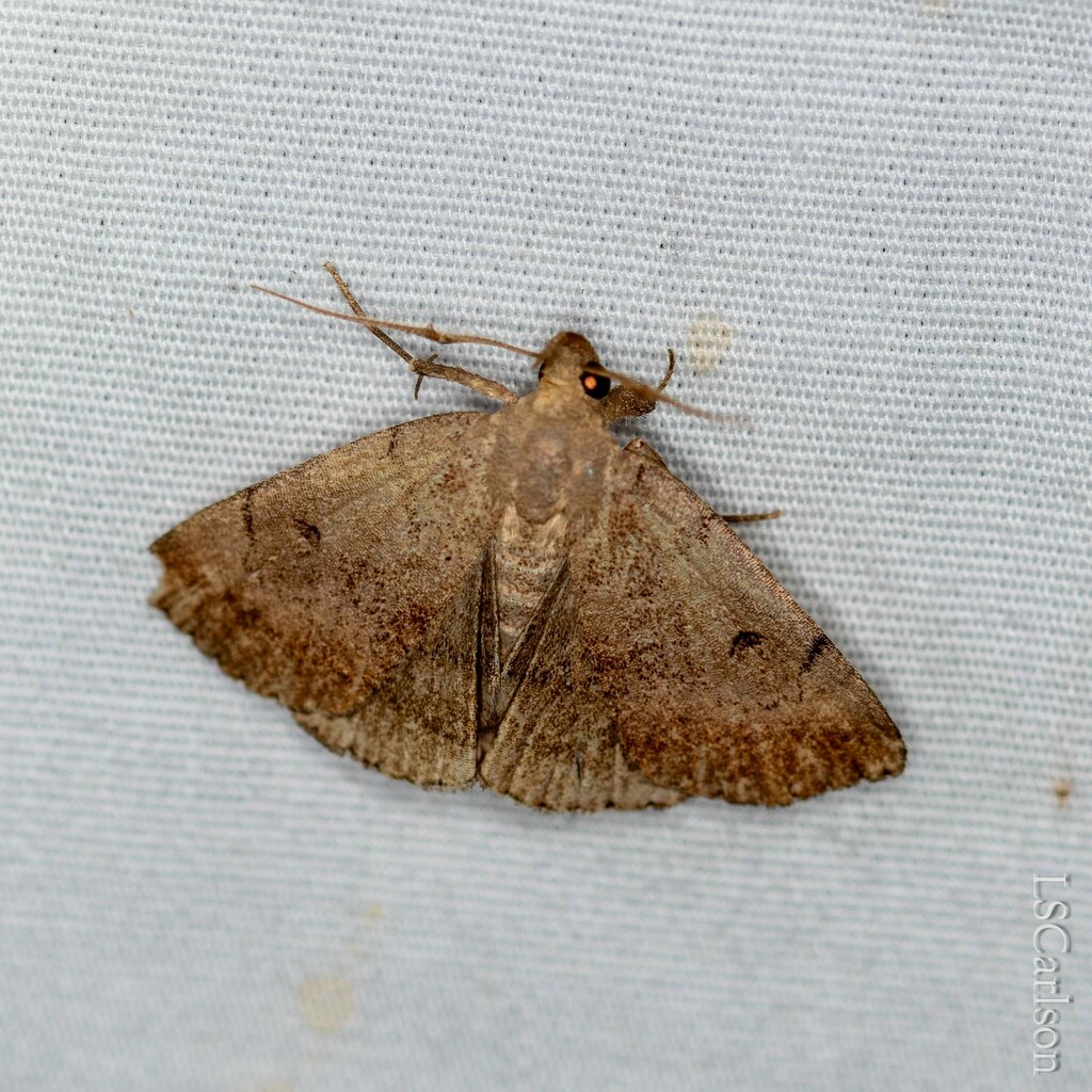 Complex Fan-foot from Orange County, NC, USA on June 23, 2023 at 09:59 ...