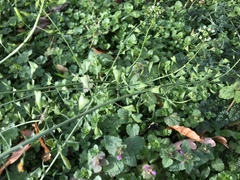 Capsella bursa-pastoris