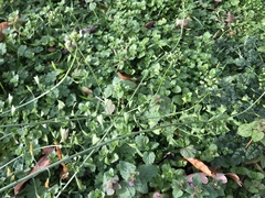 Capsella bursa-pastoris