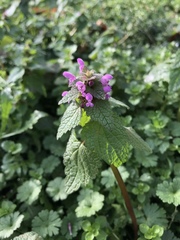 Lamium purpureum