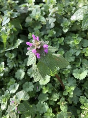 Lamium purpureum