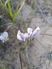 Burmannia coelestis