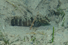 Ninebar Prawn-Goby photo 4