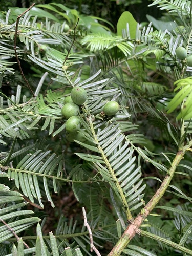 Cephalotaxus harringtonia
