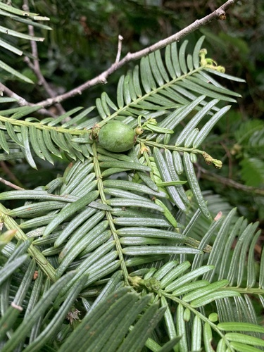 Cephalotaxus harringtonia