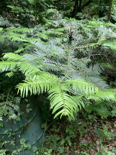 Cephalotaxus harringtonia