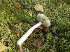 Russula sphagnicola