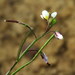Heliophila minor - Photo (c) Gigi Laidler, algunos derechos reservados (CC BY-NC), subido por Gigi Laidler
