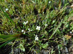 Lepidium nitidum
